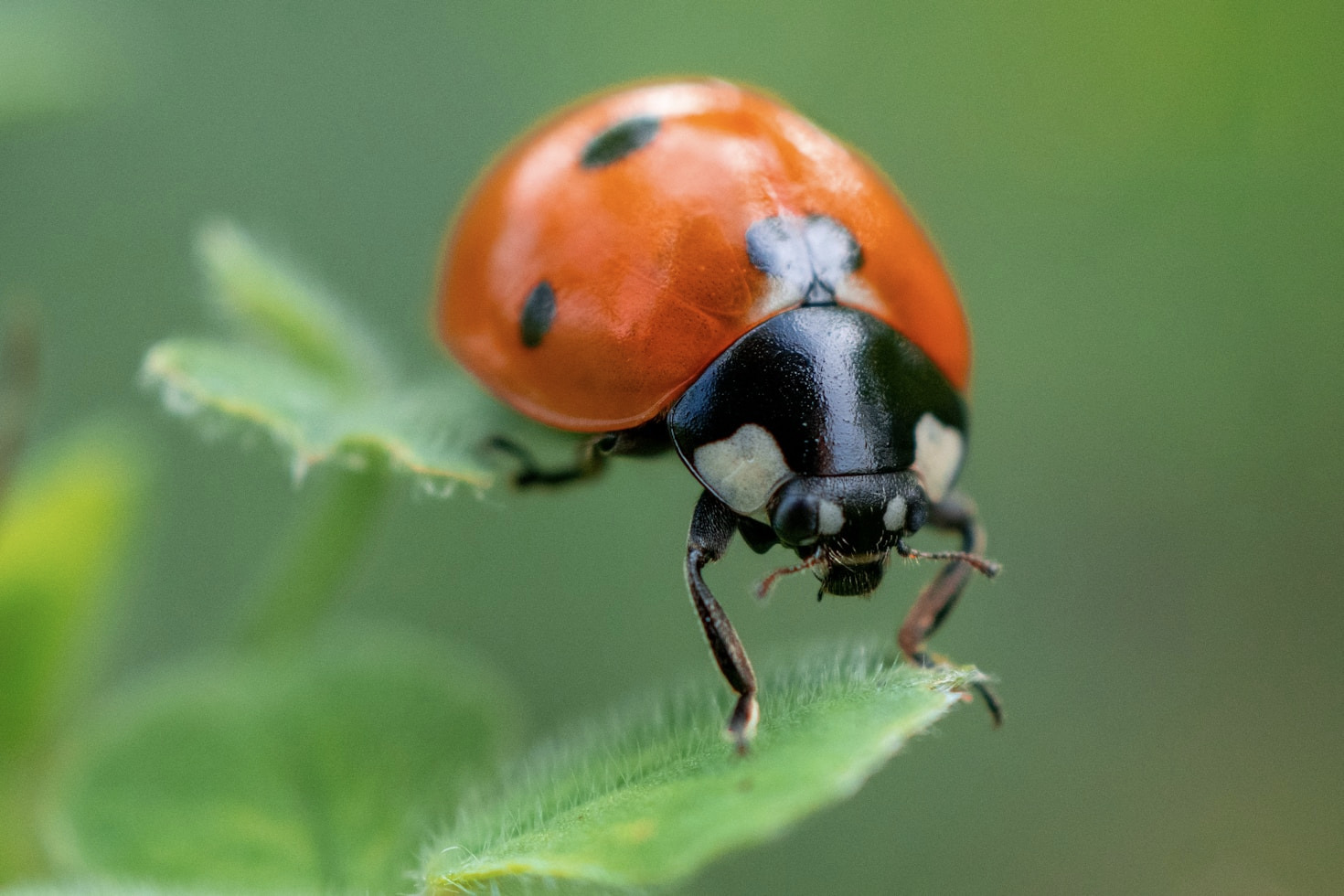 Tips for Capturing Stunning Macro Bug Photos