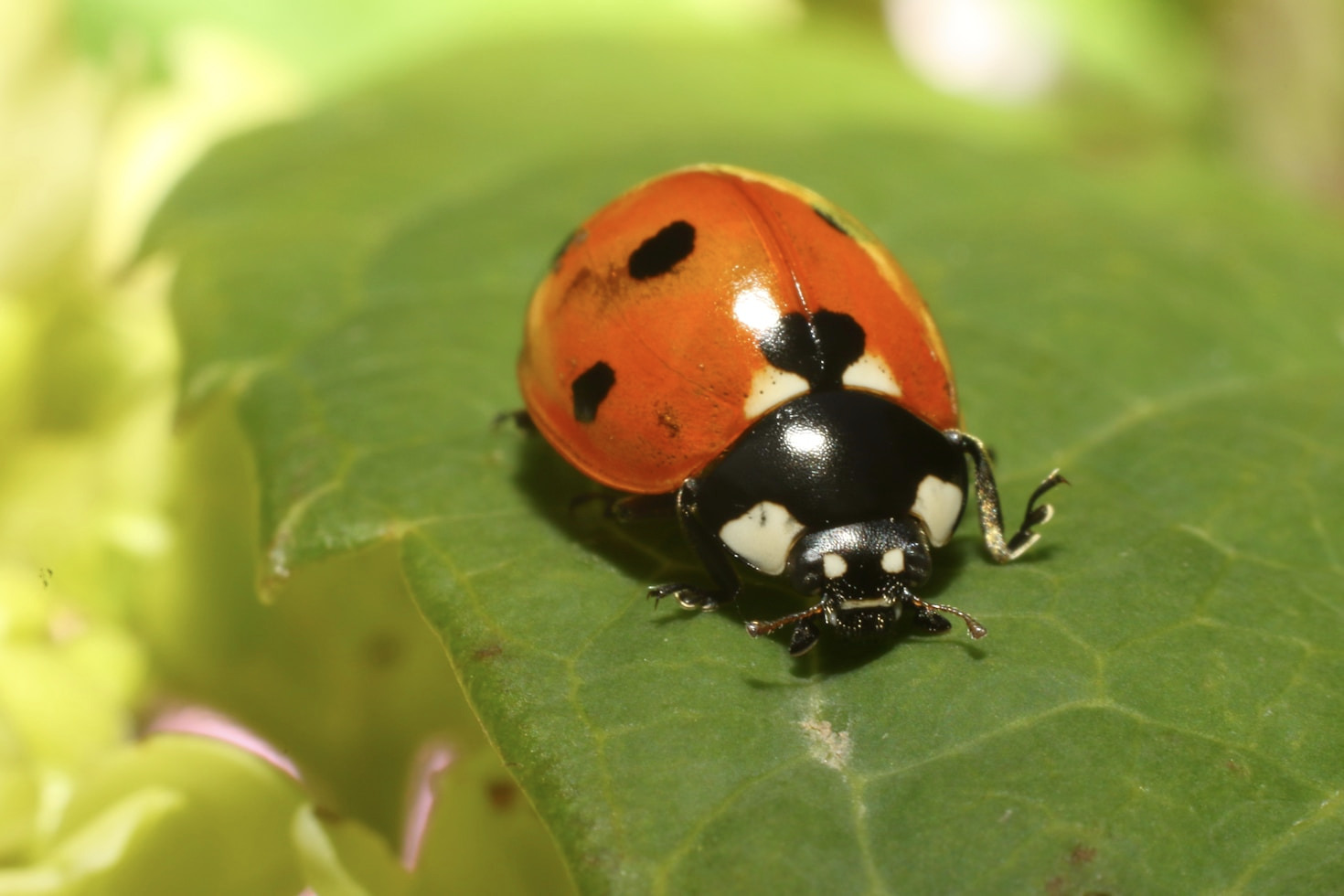 How to Organize Your Bug Photography Collection